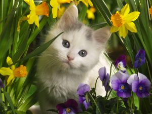 flowercat