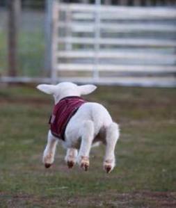 hover lamb_1